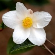 Camellia acuticalyx