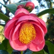 Camellia amplexicaulis