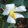 Camellia brevistyla