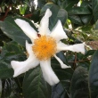 Camellia crapnelliana