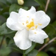 Camellia euryoides