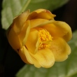 Camellia flava