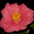 Camellia gaudichaudi