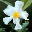 Camellia gigantocarpa