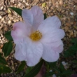 Camellia glabsipetala