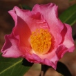 Camellia lapidea