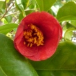 Camellia macrocarpa