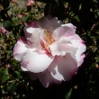 Camellia maliflora