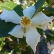Camellia meiocarpa