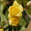 Camellia microcarpa