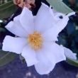 Camellia miyagii