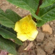 Camellia murauchii