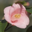 Species rosaeflora