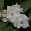 Camellia salicifolia