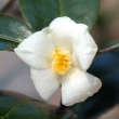 Camellia tenuiflora