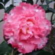 Elaine's Betty Pink Variegated
