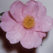 Ellamine