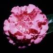 Hopkin's Rose Pink