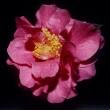 Jingan Camellia