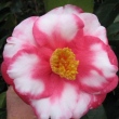 Lady Clare Variegated