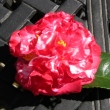Mary Edna Curlee Red Variegated
