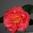 Nagasaki Rose