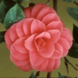Beni-giku