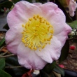 Gosho-zakura