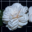 Incarnata