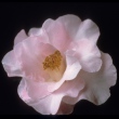 Lauretta