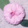 Tai-Tai