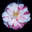 Vannine