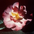 Verve Variegated