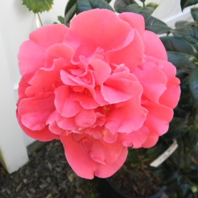 Camellia Library - Search by bloom characteristics