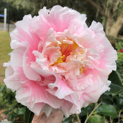 Camellia Library - General Search Feature - Bloom Rankings