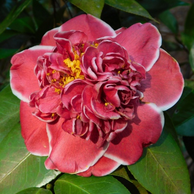 Camellia Library - Search by bloom characteristics