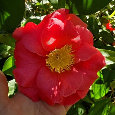 Sachi-kumi-sonoko