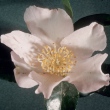 Floribunda