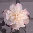 Florita