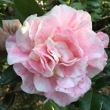 Atlantic Coast Camellia Society - Camellia Picture Library