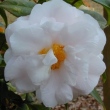 Atlantic Coast Camellia Society - Camellia Picture Library